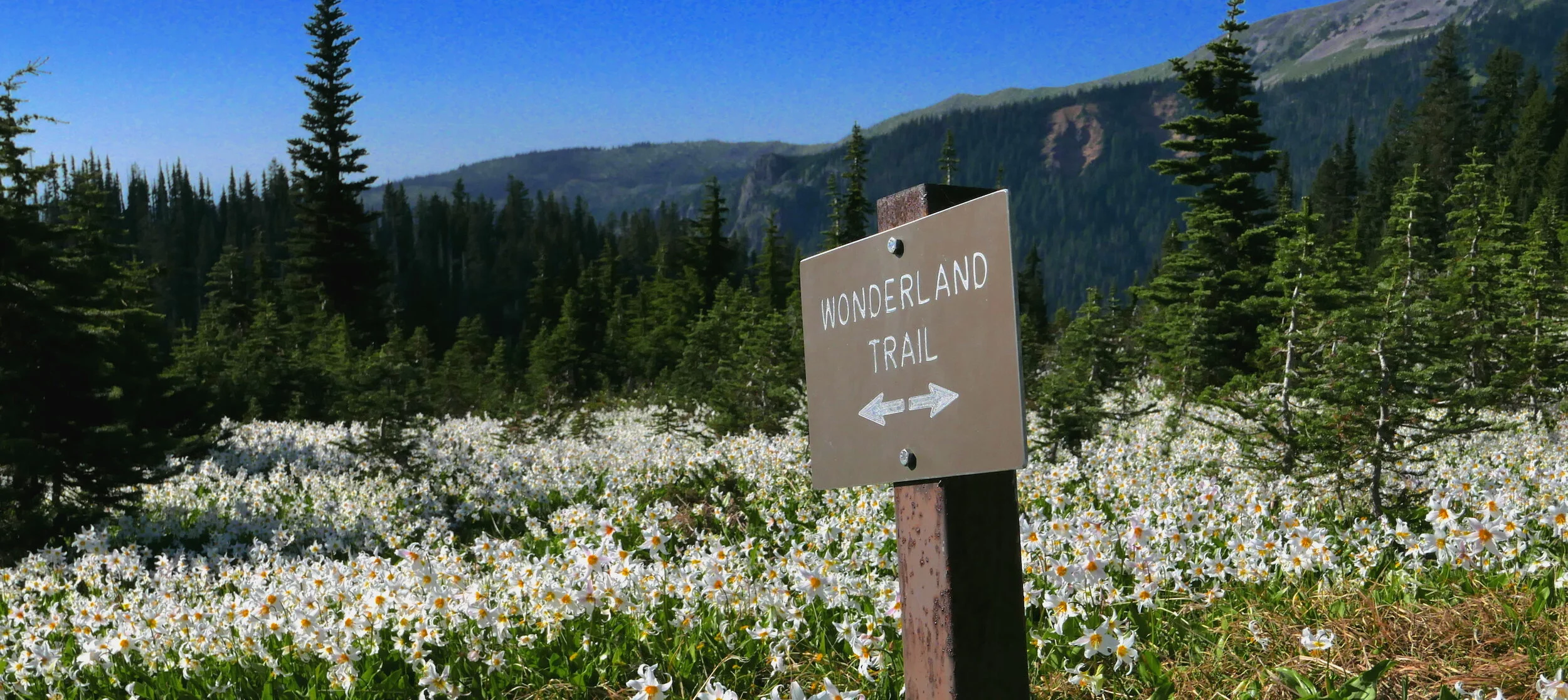 The Meadow Eschenau 1986-2013 tamiser購入 The Meadow Eschenau 1986-2013 tamiser購入